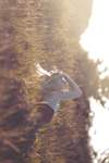 jaki portolese thumbnail